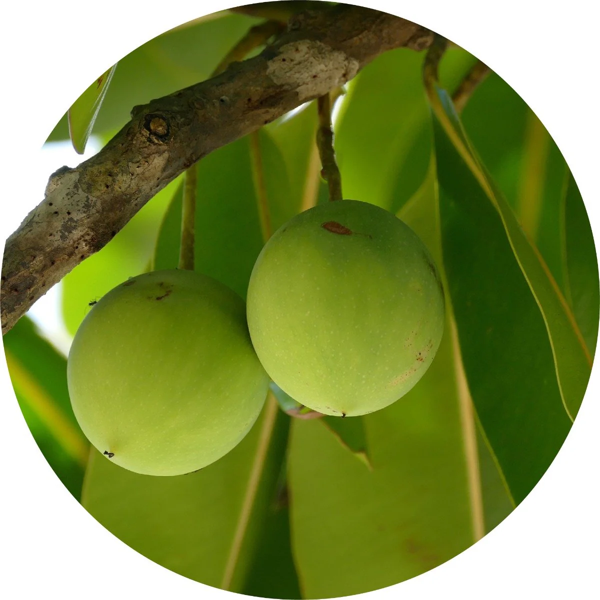 Tamanu - Carrier Oil