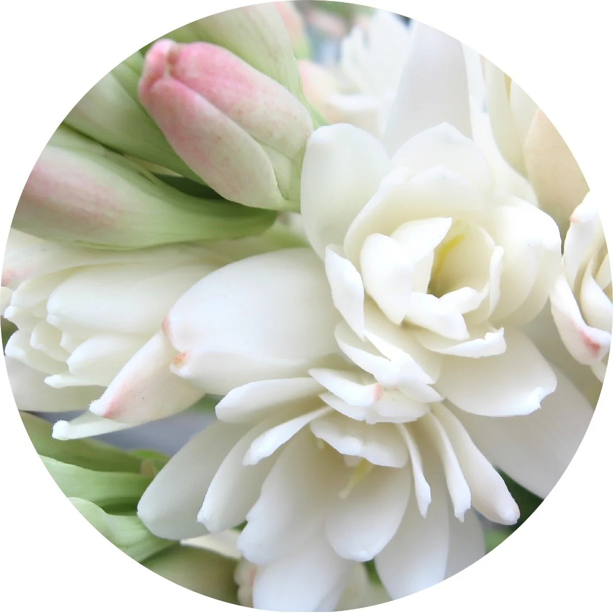 Tuberose - Absolute