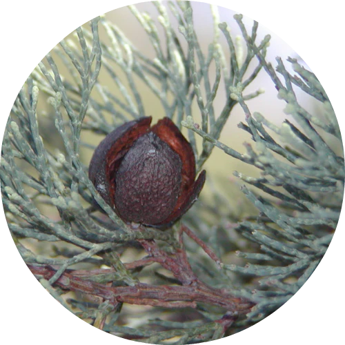 Cypress Wood, White - Essential Oil