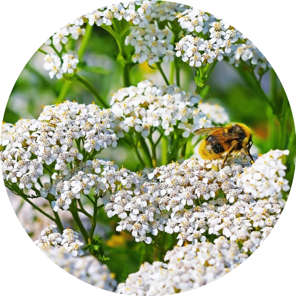 Yarrow - Essential Oil