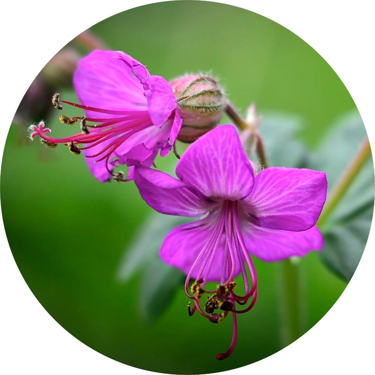 Zdravetz - Essential Oil