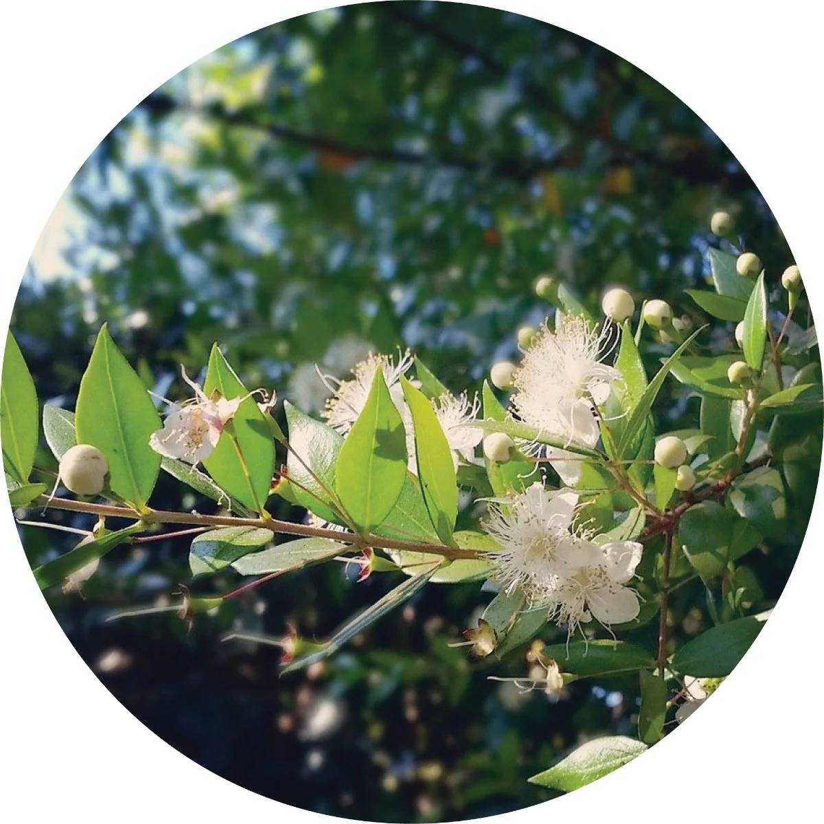 Myrtle, Zest - Essential Oil
